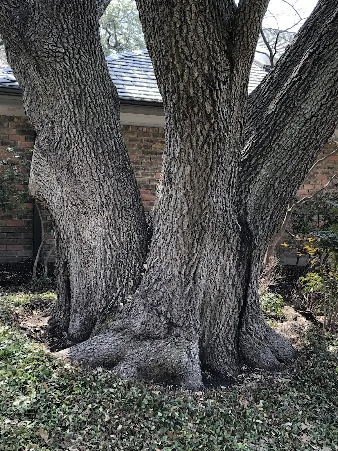 Mature heritage tree close to a Cord property cared for by certified arborists
