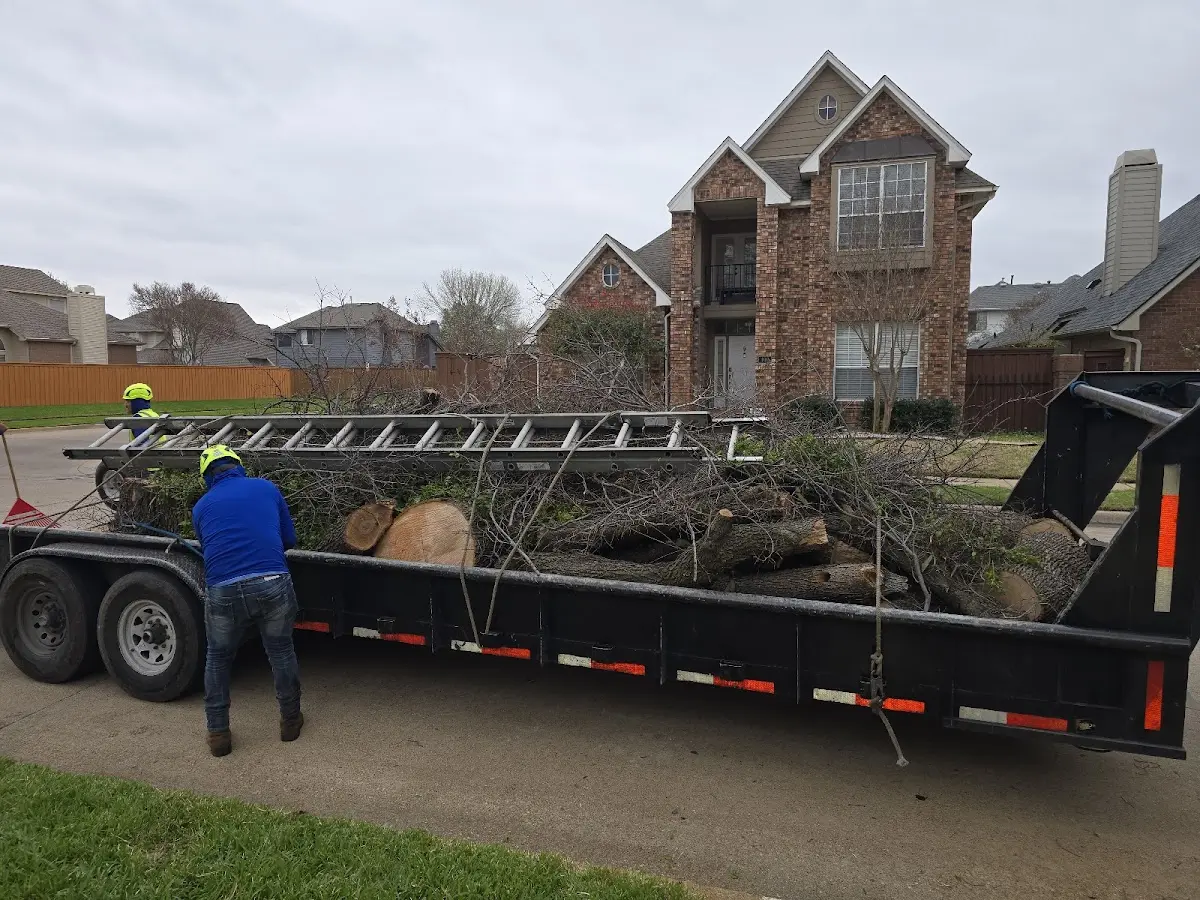 Expert Tree Removal with proper safety equipment in Cord